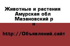  Животные и растения. Амурская обл.,Мазановский р-н